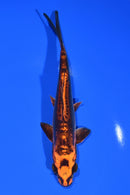 7" BENI KIKOKURYU
