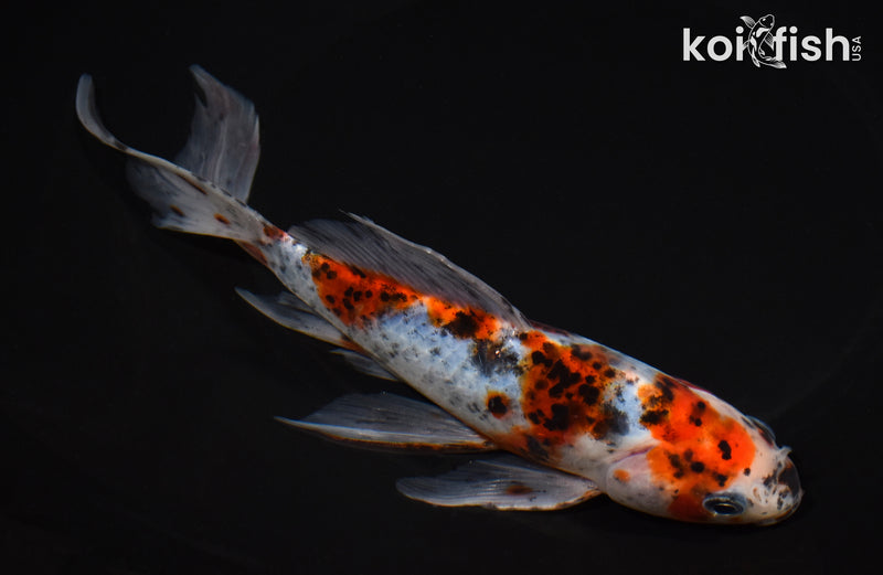 8" SHUBUNKIN GOLDFISH