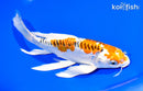 8" DOITSU KUJAKU BUTTERFLY