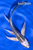 5" KIN KIKOKURYU BUTTERFLY