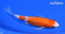 6.5" GINRIN KOHAKU BUTTERFLY