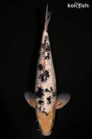 14" GINRIN SHIRO BEKKO
