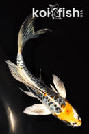 5.75" ARAGOKE BENI KIKOKURYU BUTTERFLY