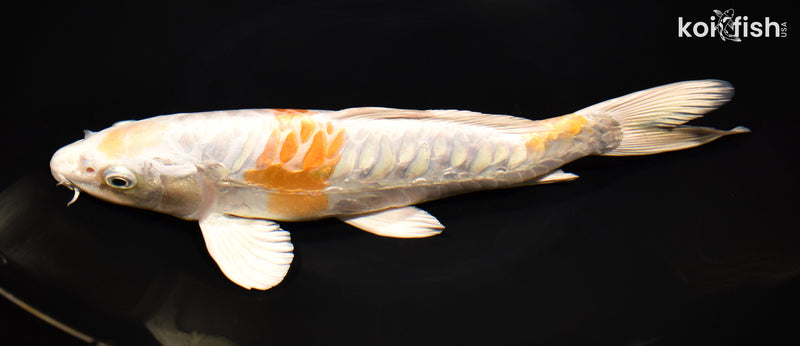 10.75 ARAGOKE KIKUSUI