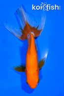 6.5" WATONAI GOLDFISH