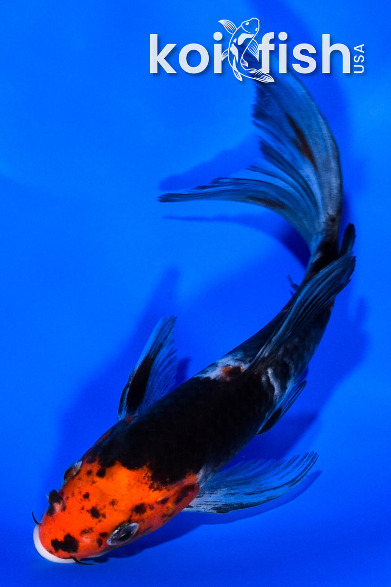 6.25" BENI MATSUKAWABAKE BUTTERFLY