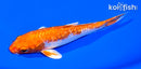 5.5" GINRIN HARIWAKE