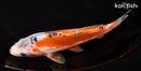 7.5" SHUSUI