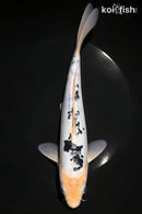 9.5" DOITSU SHIRO BEKKO