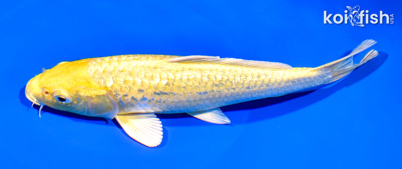 8.5" GINRIN YAMABUKI OGON