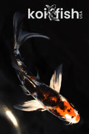 5.25" HEISEI NISHIKI BUTTERFLY