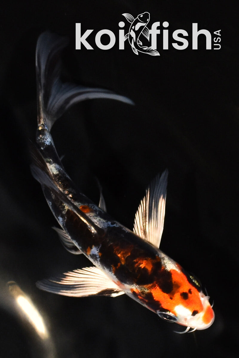 5.25" HEISEI NISHIKI BUTTERFLY