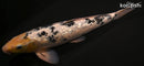14" GINRIN SHIRO BEKKO