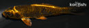 4.25" KIN KIKOKURYU