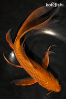 10.75" CHAGOI BUTTERFLY
