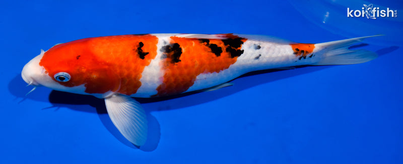 14.75" SANKE