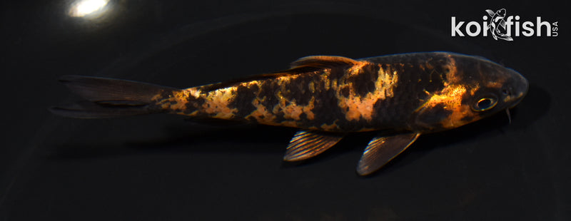 5.25" KIN HI UTSURI
