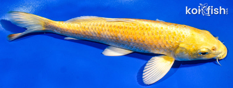8.5" YAMABUKI OGON