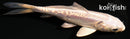 4" DOITSU PLATINUM OGON