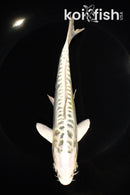 6.75" ARAGOKE KUJAKU
