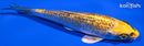 5.5" KUJAKU