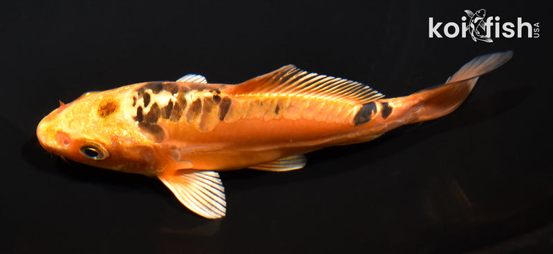 5.25" DOITSU ORENJI MATSUBA