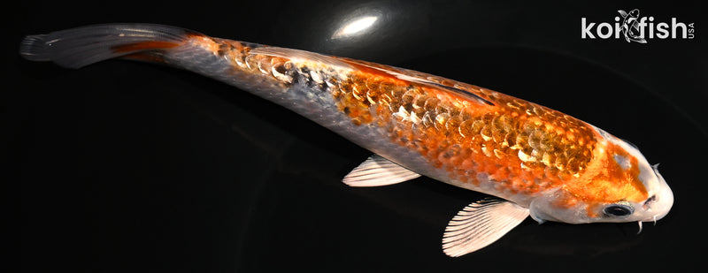 6.75" GINRIN KUJAKU