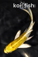 5.75" GINRIN KUJAKU BUTTERFLY