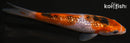 4.5" GINRIN GOROMO SANKE