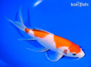 8.5" KOHAKU BUTTERFLY