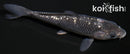 5.25" GINRIN SORAGOI