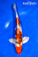 11" GINRIN YAMATO NISHIKI