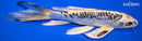 8.25" TANCHO KIN KIKOKURYU BUTTERFLY