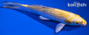 6.75" YAMATO NISHIKI