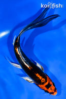 6" BENI KIKOKURYU BUTTERFLY