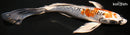 10.25" GINRIN KUJAKU BUTTERFLY