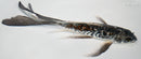 8" DOITSU KOGANE OCHIBA SHIGURE BUTTERFLY