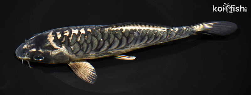 8.5" KIKOKURYU