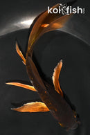 5.5" DOITSU METALLIC CHAGOI BUTTERFLY
