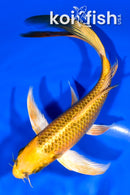 7.75" KI MATSUBA BUTTERFLY