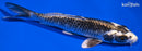 6.5" GINGA