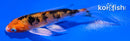 4" YAMATO NISHIKI BUTTERFLY