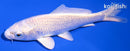 4.25" PLATINUM OGON