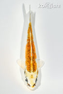 5.25" GINRIN KUJAKU