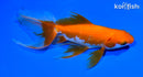 6.5" WATONAI GOLDFISH