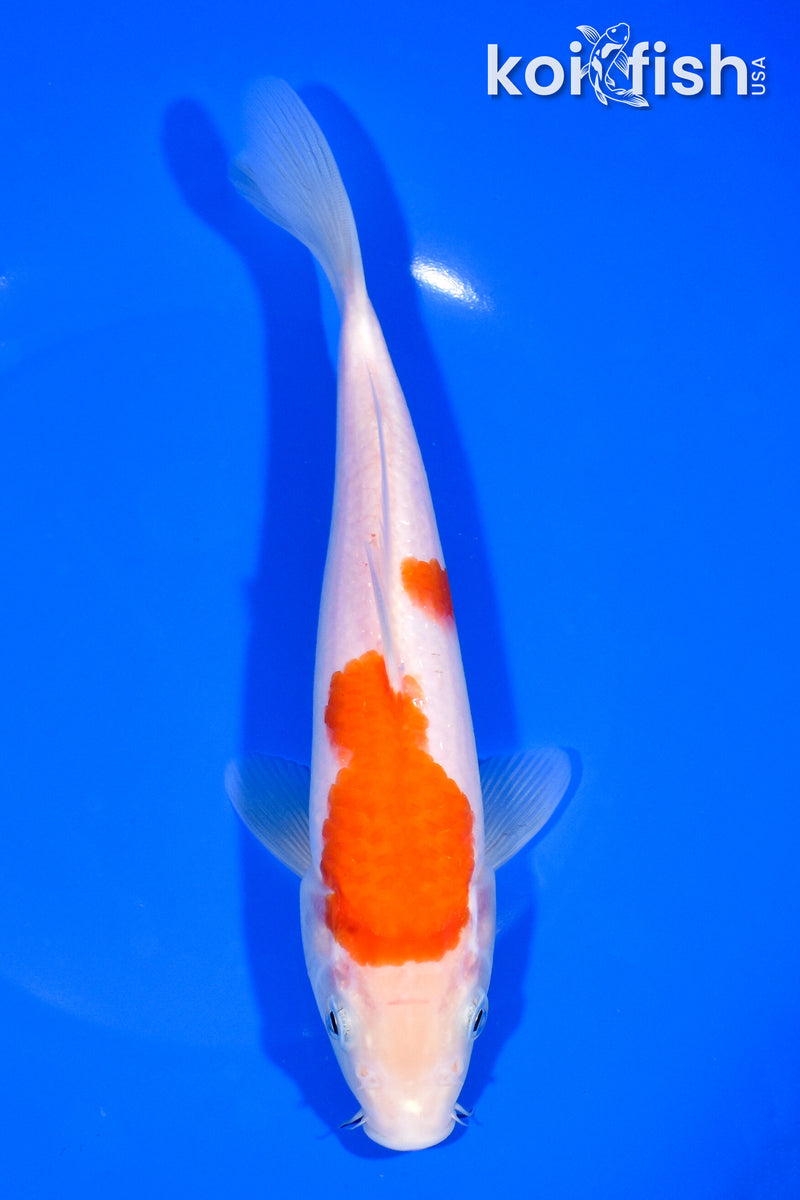 8.25" KOHAKU