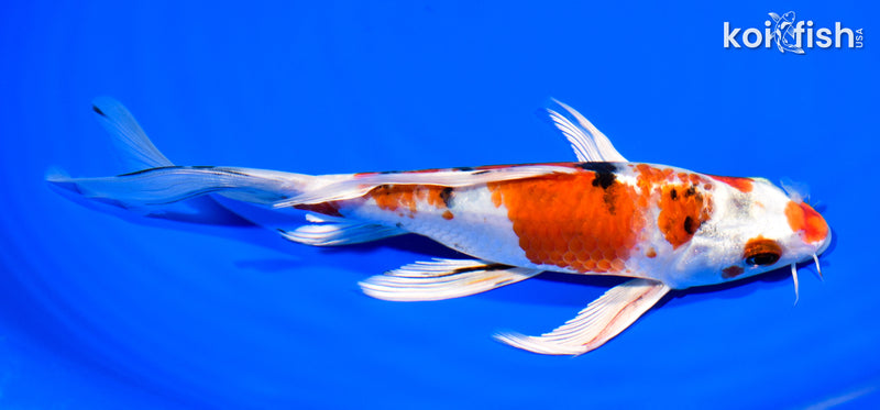8" YAMATO NISHIKI BUTTERFLY