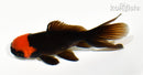 4" ORANDA GOLDFISH