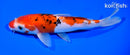 7.25" SANKE