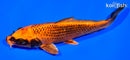 7.25" ORENJI MATSUBA